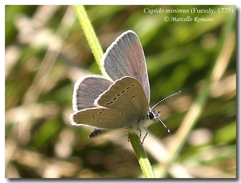 Un licenide lillipuziano: Cupido minimus